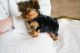 Morkie Puppies for sale in Idaho Ave, Dallas, TX 75216, USA. price: $280