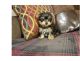 Morkie Puppies for sale in Idaho Ave, Dallas, TX 75216, USA. price: $300