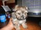 Morkie Puppies for sale in Chattaroy, WA 99003, USA. price: NA