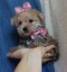 Morkie Puppies for sale in Seattle, WA, USA. price: $350