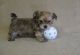 Morkie Puppies for sale in Cheyenne, WY, USA. price: NA