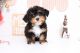 Morkie Puppies for sale in Annapolis, MD, USA. price: $800