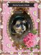 Morkie Puppies for sale in Blaine, WA, USA. price: $800