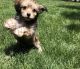 Morkie Puppies for sale in Eastvale, CA, USA. price: $500
