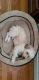 Morkie Puppies for sale in Mamaroneck, NY, USA. price: NA