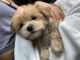 Morkie Puppies for sale in Dallas, TX, USA. price: $900