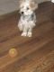 Morkie Puppies for sale in Baltimore, MD, USA. price: $2,400