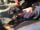 Morkie Puppies for sale in White Marsh, MD, USA. price: $799