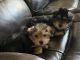 Morkie Puppies for sale in 7600 Barlowe Rd, Hyattsville, MD 20785, USA. price: $700