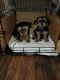 Morkie Puppies for sale in Hoover, AL, USA. price: $900