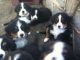 Mountain Burmese Puppies for sale in Pedro Bay, AK 99647, USA. price: NA