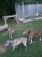 Mountain Cur Puppies for sale in Clinton, TN 37716, USA. price: $150