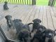 Mountain Cur Puppies for sale in Niota, TN 37826, USA. price: $25