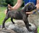 Mountain Cur Puppies