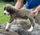 Mountain Cur Puppies for sale in LaFollette, TN, USA. price: $300