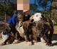 Mountain Cur Puppies for sale in Antreville, SC, USA. price: $500