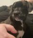 Mountain Cur Puppies for sale in Clarksville, TN, USA. price: $100