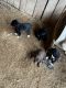 Mountain Cur Puppies for sale in Pulaski, TN 38478, USA. price: $50