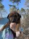 Mountain Cur Puppies for sale in Prattville, AL, USA. price: $250