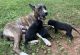 Mountain Cur Puppies for sale in Victoria, VA 23974, USA. price: NA