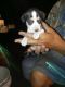 Mountain Feist Puppies for sale in Willow Spring, NC 27592, USA. price: NA
