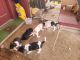 Mountain Feist Puppies for sale in Pine Bluff, AR, USA. price: NA