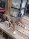 Mountain Feist Puppies for sale in Brooksville, FL 34601, USA. price: NA