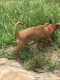 Mountain Feist Puppies for sale in Marshall, NC 28753, USA. price: NA