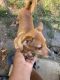 Mountain Feist Puppies for sale in 3229 Fairmeadow Dr, Horn Lake, MS 38637, USA. price: NA