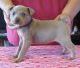 Mountain View Cur Puppies for sale in Buffalo, NY, USA. price: NA
