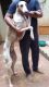 Mudhol Hound Puppies for sale in Pune, Maharashtra, India. price: 12000 INR