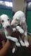 Mudhol Hound Puppies for sale in Ramanagara, Karnataka 562159, India. price: 15000 INR