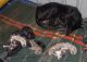 Mudhol Hound Puppies for sale in Bengaluru, Karnataka, India. price: 8000 INR