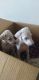 Mudhol Hound Puppies for sale in Vasai West, Vasai-Virar, Maharashtra, India. price: 10000 INR