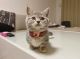 Munchkin Cats for sale in New York, NY, USA. price: $600
