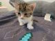 Munchkin Cats for sale in Anaheim, CA, USA. price: NA