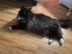 Munchkin Cats for sale in Effingham, IL 62401, USA. price: NA