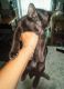 Munchkin Cats for sale in Palm Bay, FL, USA. price: $25