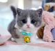 Munchkin Cats for sale in Daytona Beach, FL, USA. price: $700