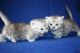 Munchkin Cats for sale in Orange Park, FL 32073, USA. price: $800