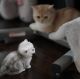 Munchkin Cats for sale in Los Angeles, CA, USA. price: NA