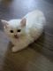Munchkin Cats for sale in Houston, TX, USA. price: $2,750