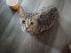 Munchkin Cats for sale in Houston, TX, USA. price: $1,200