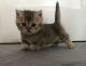 Munchkin Cats for sale in Monterey Park, CA, USA. price: NA