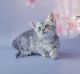 Munchkin Cats for sale in Davie, FL, USA. price: $2,750
