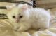 Munchkin Cats for sale in Capon Bridge, WV 26711, USA. price: $2,300