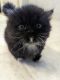 Munchkin Cats for sale in Cypress, TX, USA. price: $1,800