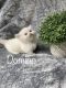 Munchkin Cats for sale in Winchester, VA 22601, USA. price: $2,300