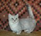 Munchkin Cats for sale in Chicago, IL 60602, USA. price: $300