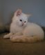Munchkin Cats for sale in Los Angeles, California. price: $550